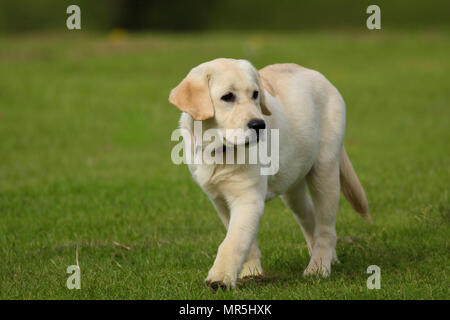 Stammbaum Golden Labrador Welpe spielen in einem Feld in der UK Stockfoto