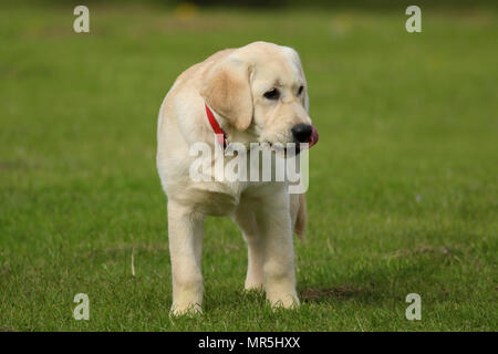 Stammbaum Golden Labrador Welpe spielen in einem Feld in der UK Stockfoto