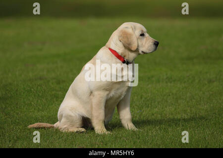 Stammbaum Golden Labrador Welpe spielen in einem Feld in der UK Stockfoto