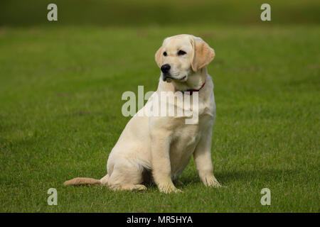 Stammbaum Golden Labrador Welpe spielen in einem Feld in der UK Stockfoto
