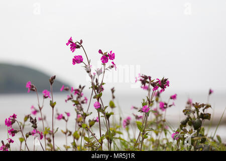 Red Campion Blumen in der Nähe der Küste mit Blick auf das Meer und die Landzunge hinter Stockfoto