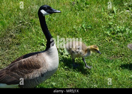 Eine Mutter Gans hält ein Auge für Gefahr, während Ihr neugeborenes Gänschen grasen. Stockfoto