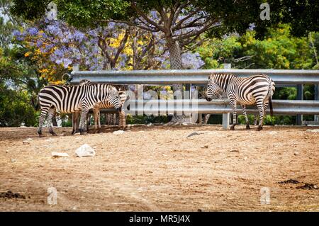 Zebras wandern in der Wildnis in der Ramat Gan Safari. Der Zoologische Center Tel. Aviv-Ramat Gan hat eine große Sammlung von Wildtieren in menschlicher Obhut. Stockfoto