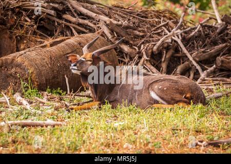 Männliche taurotragus (Taurotragus derbianus) oder riesige Eland (Lord Derby eland), eine Gattung der großen Antilopen der Afrikanischen Savanne im Ramat Gan Safari. Stockfoto