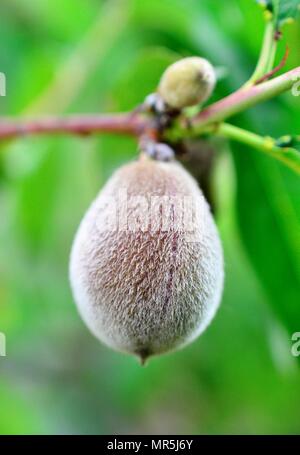 Reife Aprikosen Früchte auf einem Zweig, imge eines Stockfoto