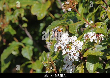 Red Admiral Schmetterling Nahaufnahme Latein Vanessa atalanta Fütterung am Rande von photinia Blume oder Bush in Italien Stockfoto