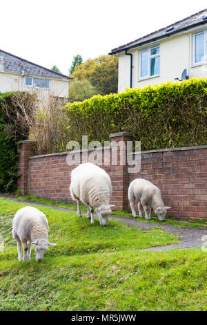 Frei lebende Schafe im Wald von Dean auf Brassen, Gloucestershire, Großbritannien Stockfoto