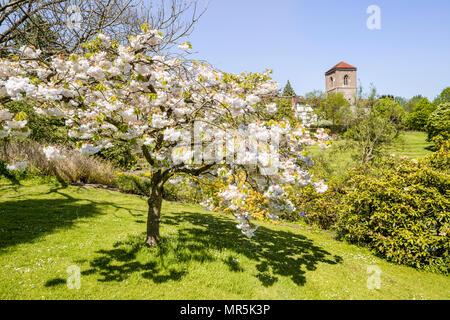 Kirschblüte in den Gärten des Kleinen Malvern Hof aus dem 15. Jahrhundert Priors Halle in Little Malvern, Worcestershire DE Stockfoto