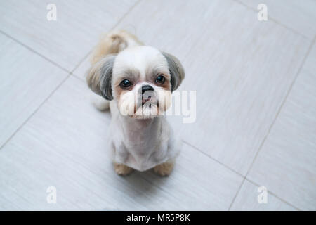 Shih Tzu dog sitting in Küche und bittet Besitzer etwas zu Essen Stockfoto