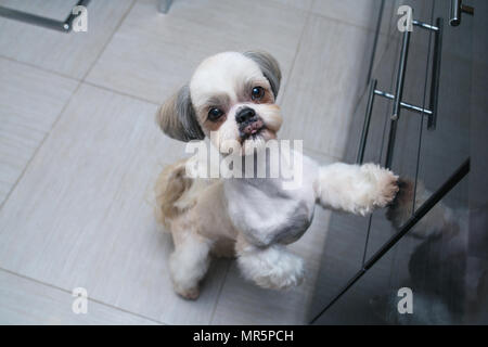 Shih Tzu Hund stehend an Küche und bittet Besitzer etwas zu Essen Stockfoto