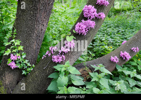 Rosafarbene Blüten blühen auf dem Stamm des Cercis siliquastrum oder Judas Tree (Cauliflory) im Park Bois de Boulogne in Paris Frankreich EUROPA EU KATHY DEWITT Stockfoto