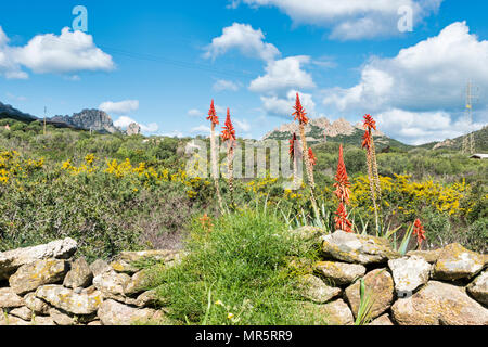 Aloe vera Blumen und Pflanzen Stockfoto