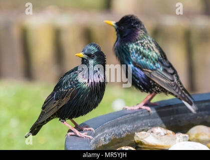 Paar gemeinsame Stare (Sturnus vulgaris, AKA Europäischen Stare) steht in einem Garten im späten Frühjahr in West Sussex, England, UK. Stockfoto