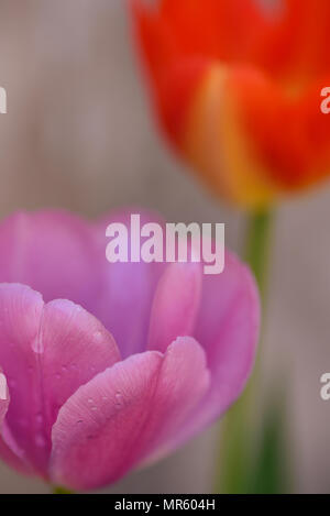 Rosa und rote Tulpen mit Wassertropfen unter weichen Morgenlicht. Stockfoto