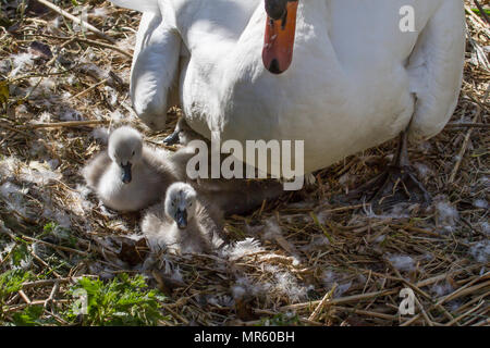 Foto eines weiblichen Höckerschwan auf dem Nest mit ihren niedlichen kleinen Jungen signets Stockfoto