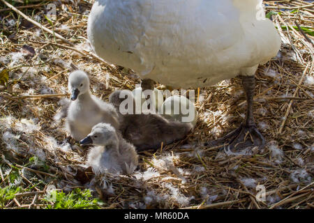 Foto eines weiblichen Höckerschwan auf dem Nest mit ihren niedlichen kleinen Jungen signets Stockfoto