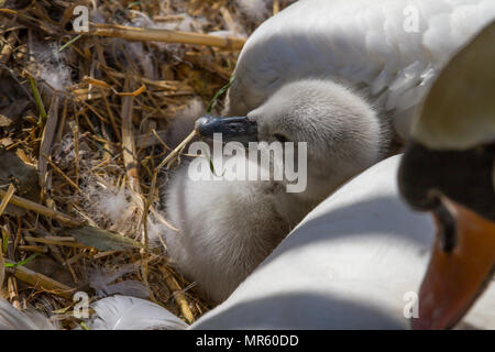 Foto eines weiblichen Höckerschwan auf dem Nest mit ihren niedlichen kleinen Jungen signets Stockfoto