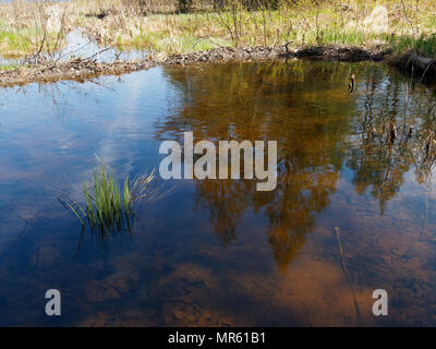 Baum Reflexionen über ein Biber, Teich. Quebec, Kanada. Stockfoto