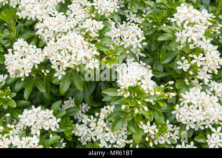 Choisya Ternata - Mexikanische Orangenblüte - Blume Stockfoto