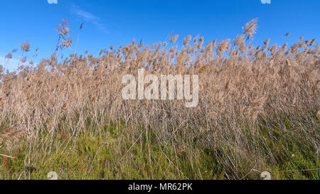 Schilf (Phragmites australis) Schilfrohr und Salicornia Pflanzen bei Estany Pudent Marsh in Ses Salines Naturpark (Formentera, Balearen, Spanien) Stockfoto