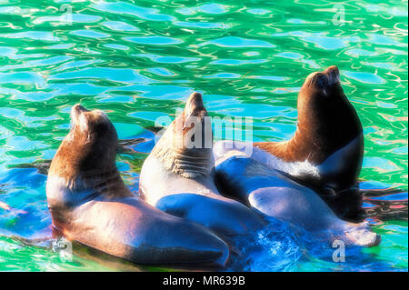 Vier Dichtungen in der Sonne aalen in Newport Oregon Stockfoto