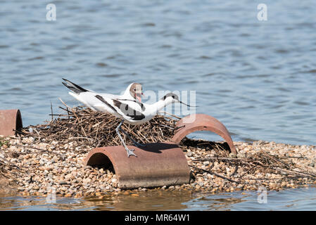 Ein Säbelschnäbler (Recurvirostra Avosetta) durch das Nest Stockfoto