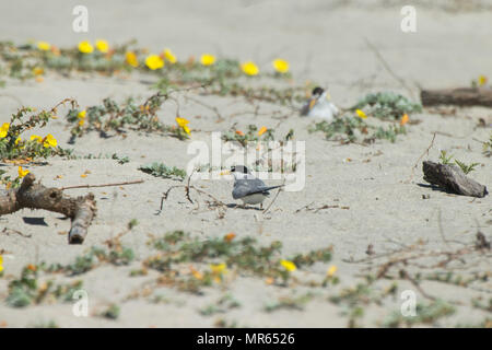 Ein Kalifornien mindestens Tern (Sterna antillarum browni), bereitet die Flucht aus ihren Nistplatz im Del Mar Beach in Camp Pendleton, Kalifornien, USA, 19. Mai 2017 zu nehmen. Am 19. Mai 2017 in den USA und Wildnis-service beobachten, gefährdete Arten, um die nationalen Anstrengungen zur Erhaltung bedrohter Arten und unserer Nation zum Schutz ihrer Lebensräume zu erkennen. (U.S. Marine Corps Foto von Lance Cpl. Brooke Holz) Stockfoto