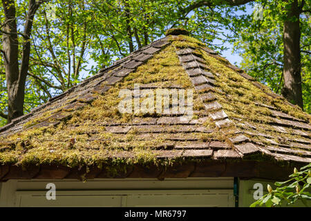 Moos und Flechten auf alten Schiefer Dachziegel in England, Großbritannien Stockfoto