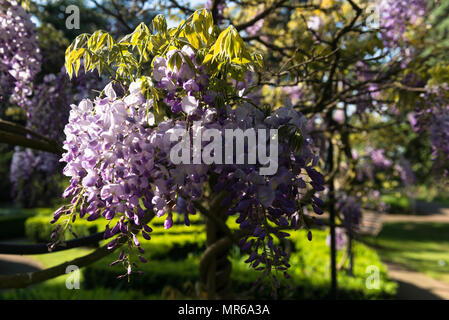 Frühling Blumen auf einem geschulten Wisteria Baum im italienischen Garten, Gunnersbury Park, am frühen Morgen Sonne Licht. London, Großbritannien Stockfoto