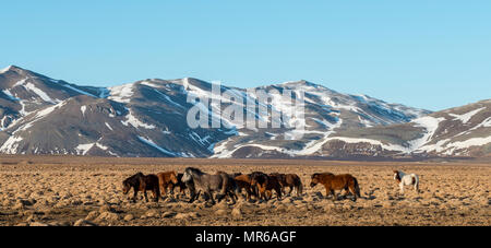 Herde Islandpferde (Equus przewalskii f. caballus) vor schneebedeckten Bergen im südlichen Island, Island Stockfoto