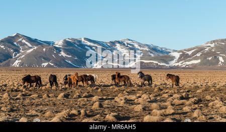 Herde Islandpferde (Equus przewalskii f. caballus) vor schneebedeckten Bergen im südlichen Island, Island Stockfoto