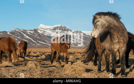 Herde Islandpferde (Equus przewalskii f. caballus) vor schneebedeckten Bergen im südlichen Island, Island Stockfoto
