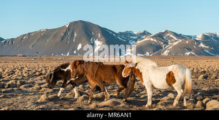 Isländische Pferde (Equus przewalskii f. caballus) vor schneebedeckten Bergen im südlichen Island, Island Stockfoto