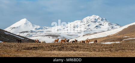 Herde Islandpferde (Equus przewalskii f. caballus) vor schneebedeckten Bergen im südlichen Island, Island Stockfoto
