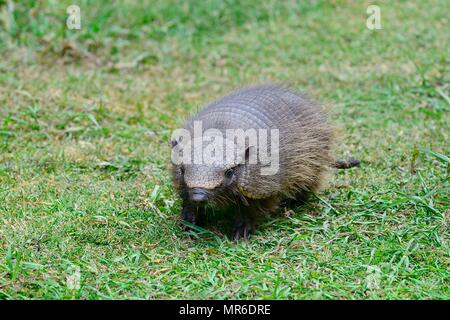 Big hairy Armadillo (Chaetophractus Villosus) im Gras, Parque Nacional Torres del Paine, Region de Magellanes, Chile Stockfoto