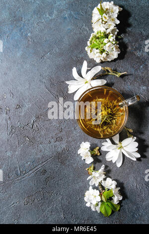Glas heiße Tasse grünen Tee mit Frühling Blumen weiße Magnolie und Cherry blühende Zweige über Dunkelblau Textur Hintergrund. Ansicht von oben, kopieren. Stockfoto