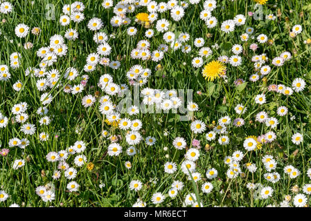 Gemeinsame Gänseblümchen (Bellis perennis) in einer Wiese, Oberbayern, Bayern, Deutschland Stockfoto