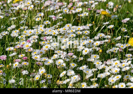 Gemeinsame Gänseblümchen (Bellis perennis) in einer Wiese, Oberbayern, Bayern, Deutschland Stockfoto