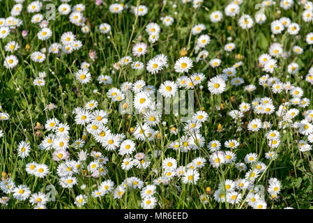 Gemeinsame Gänseblümchen (Bellis perennis) in einer Wiese, Oberbayern, Bayern, Deutschland Stockfoto