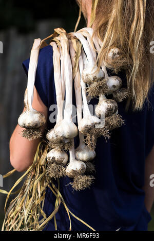 Mädchen, die frisch geernteten Knoblauch. Stockfoto