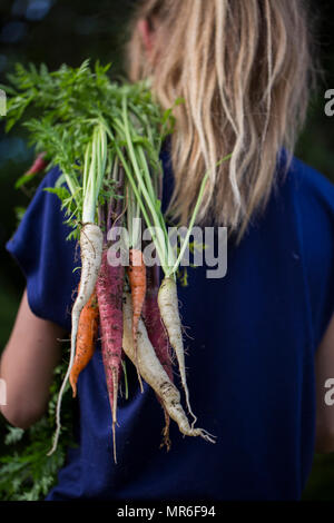 Mädchen mit Frisch geerntete Möhren. Stockfoto