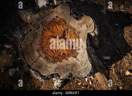 Gefällten Baumes morsch von holzwurm und Feuchte detail Stockfoto