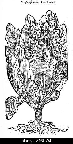 Holzschnitt Kupferstich mit der Darstellung eines Blumenkohl (brassica Florida). Vom 17. Jahrhundert Stockfoto