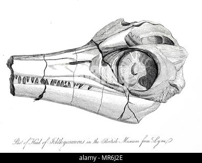 Abbildung: die fossilen Überreste des prähistorischen Ichthyosaurus. Vom 1830 Stockfoto