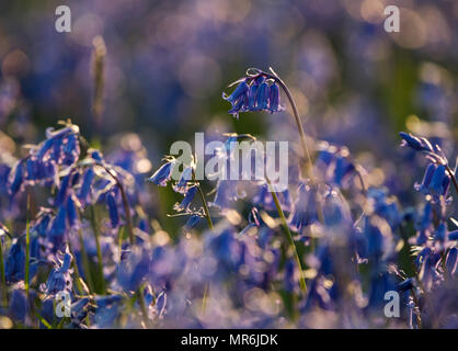 Bluebells bei hohen Vinnalls in Mortimer Wald, in der Nähe von Ludlow, Shropshire. Stockfoto