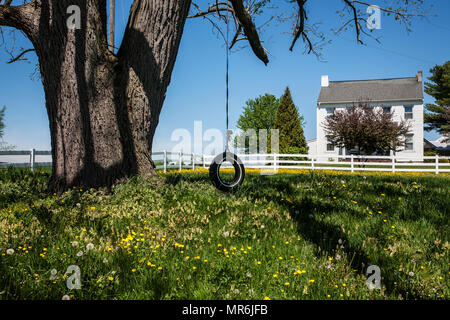 Reifenschaukel, der an einem Baum hängt, einer Dornblüte auf einer Amish Farm, Lancaster County, ländliches Pennsylvania, USA, Amish Farmland Country, Pa Stockfoto