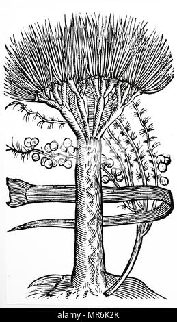 Holzschnitt Kupferstich mit der Darstellung eines Dracaena Draco: der Drachenbaum. Vom 17. Jahrhundert Stockfoto