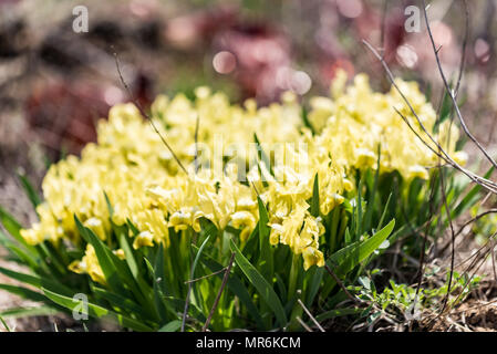 Wilde Gelbe Schwertlilien im Garten Stockfoto