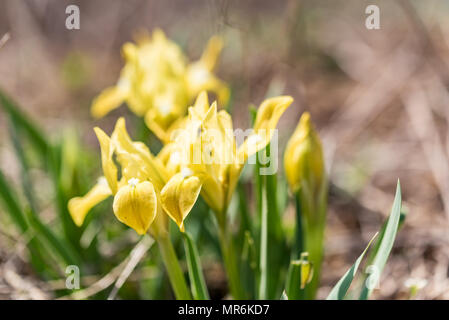 Wilde Gelbe Schwertlilien im Garten Stockfoto