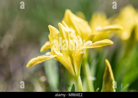 Wilde Gelbe Schwertlilien im Garten Stockfoto